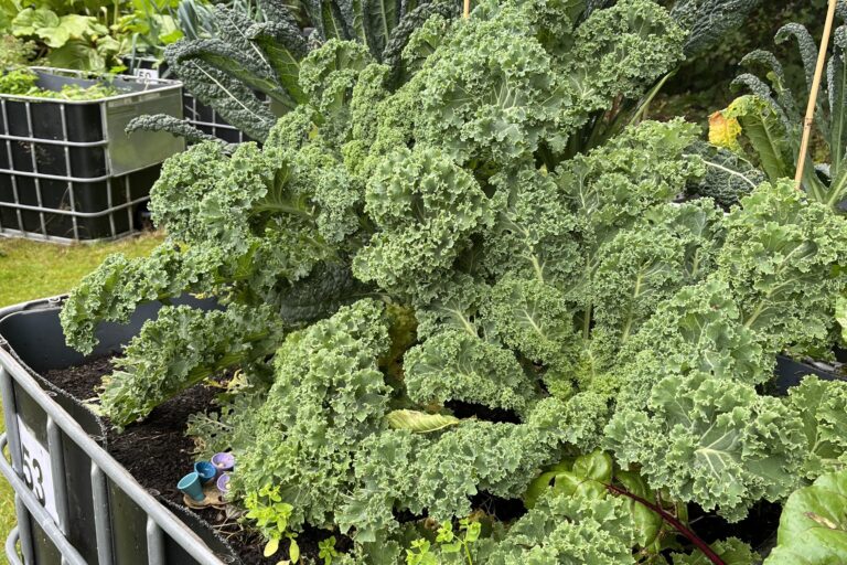 raised planter filled with mature vegetable plants like Kale