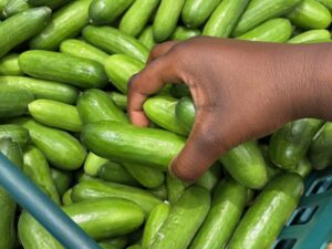 picking cucumbers from a tray