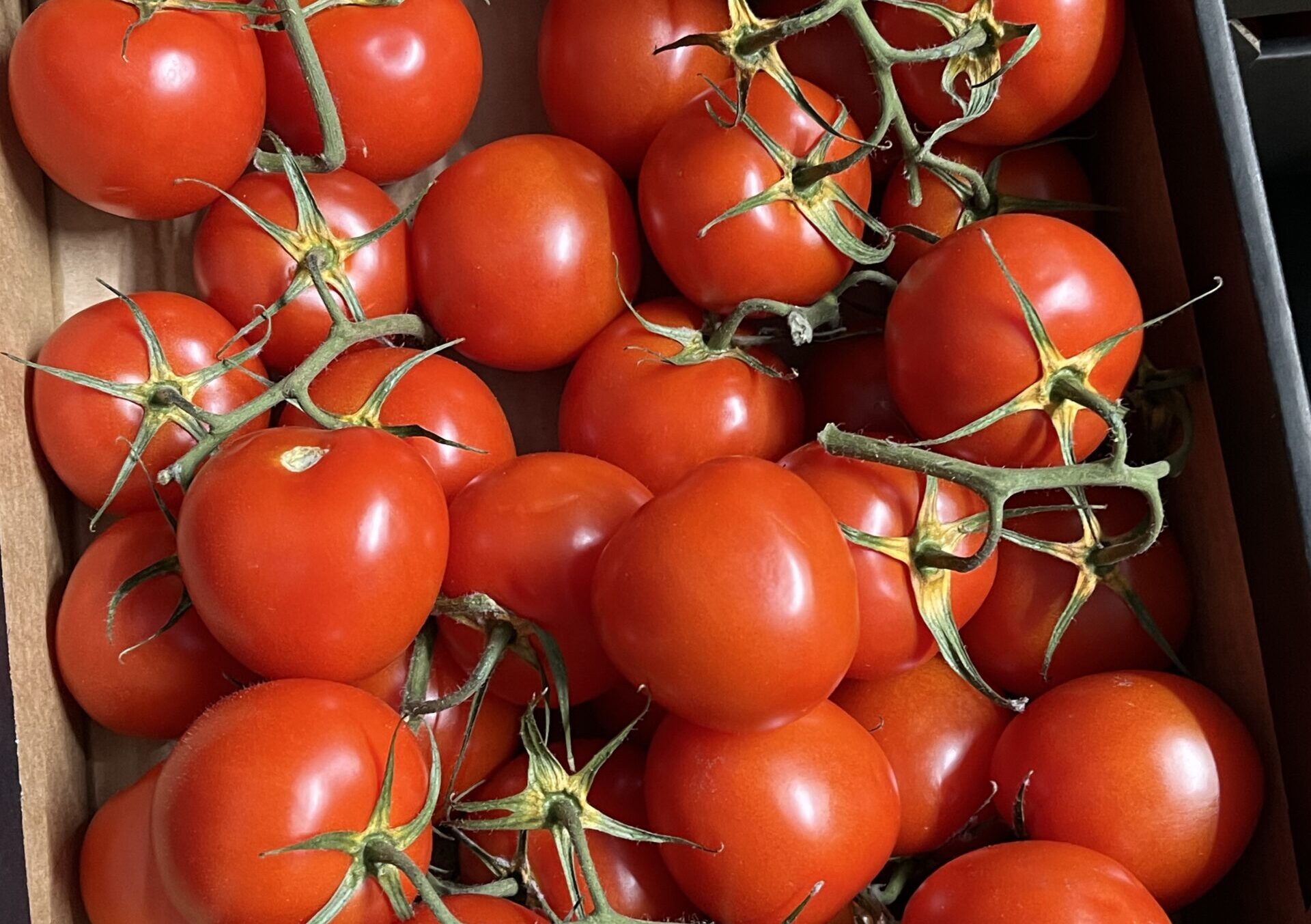 Image shows a crate of tomatoes on the vine